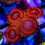 Thumbnail: Vivid red and orange VDM Zoas with a contrasting center. WYSIWYG Zoanthid on a frag plug.