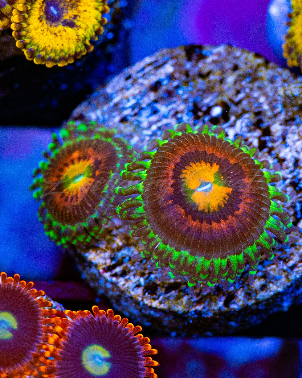 'Rainbow Incinerators' Zoanthid coral polyps with bright orange centers, and neon green skirts.