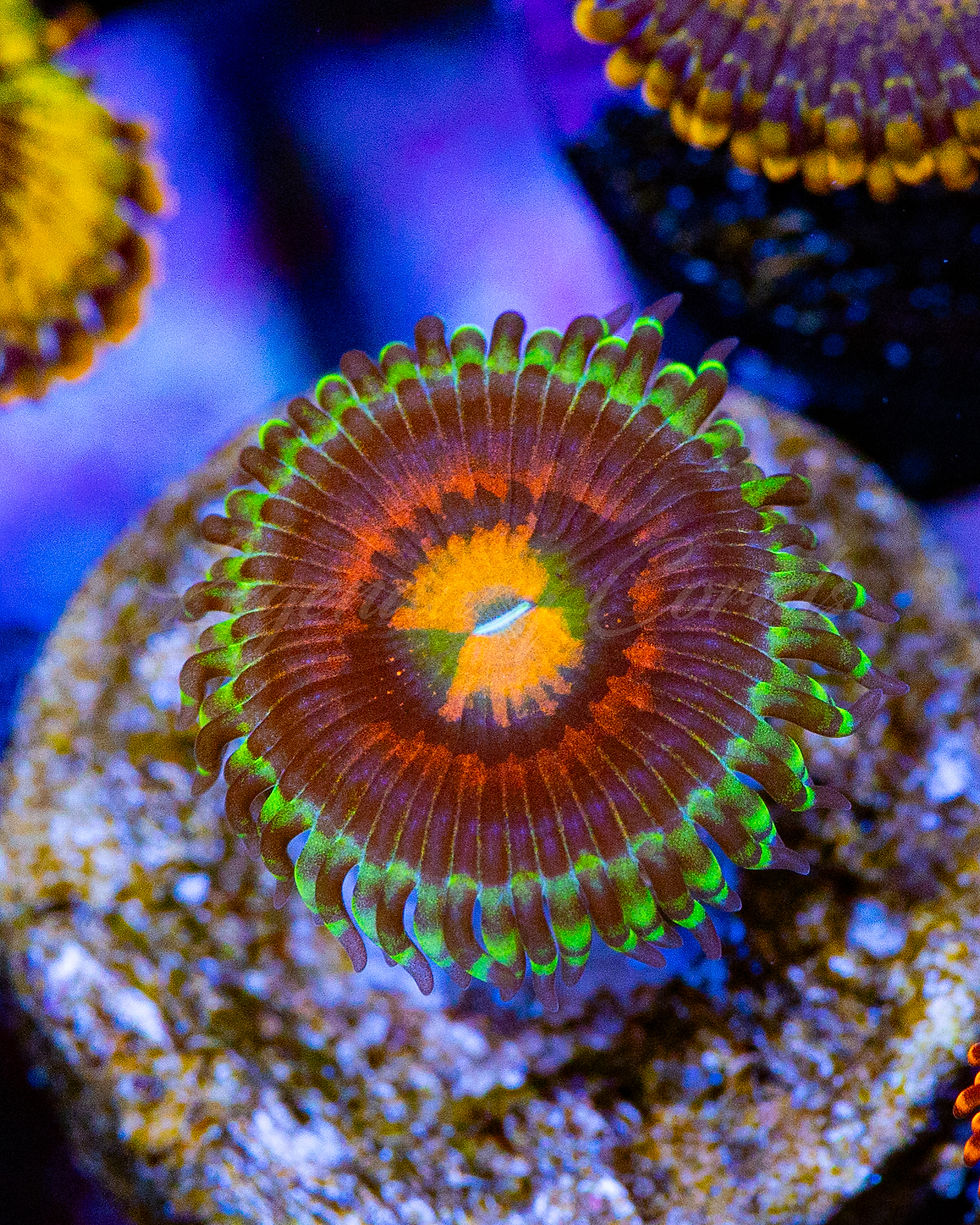 'Rainbow Incinerators' Zoanthid coral polyps with bright orange centers, and neon green skirts.