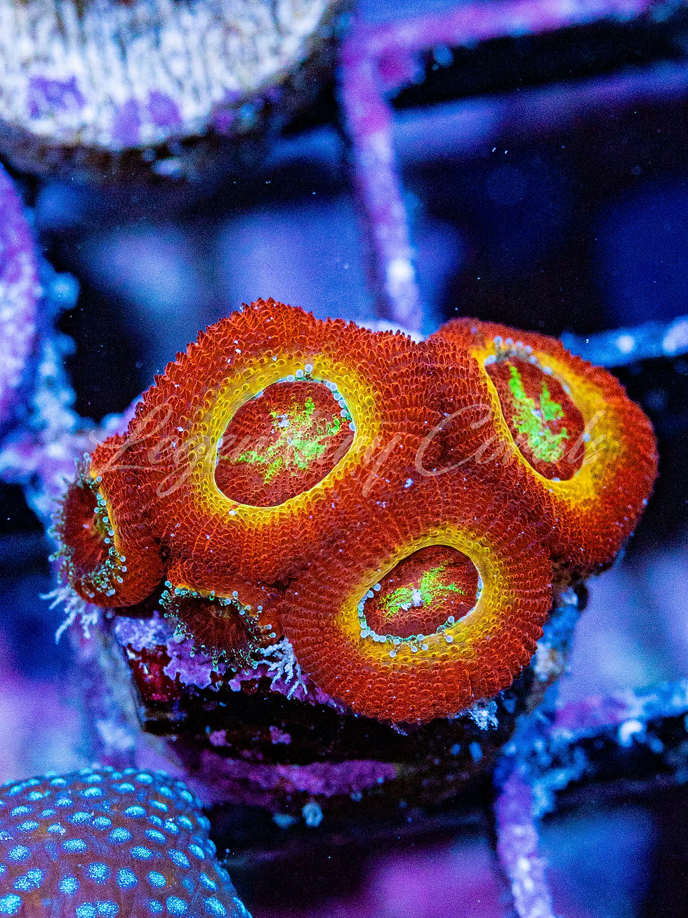Ruby Red Micromussa Lordhowensis: Ultra-grade live coral featuring blood-red polyps, neon yellow rings, and green centers.