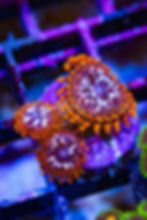 Utter Chaos Zoanthids: Live coral with neon orange skirts, white speckled black faces, and blue mouth