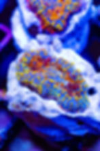 Buy LC Golden Phoenix Rhodactus Mushroom. Gold & orange live coral. WYSIWYG corals online.