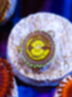 A single "Buttmunchers" variety Zoa polyp with a yellow center, black markings, and neon green tips on a white coral frag.