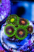 LC Jekyll and Hyde Zoanthids. Rare green grafted live coral. Buy WYSIWYG collector Zoas online.