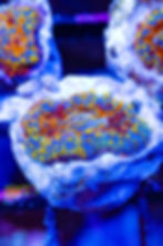 Buy LC Golden Phoenix Rhodactus Mushroom. Gold & orange live coral. WYSIWYG corals online.