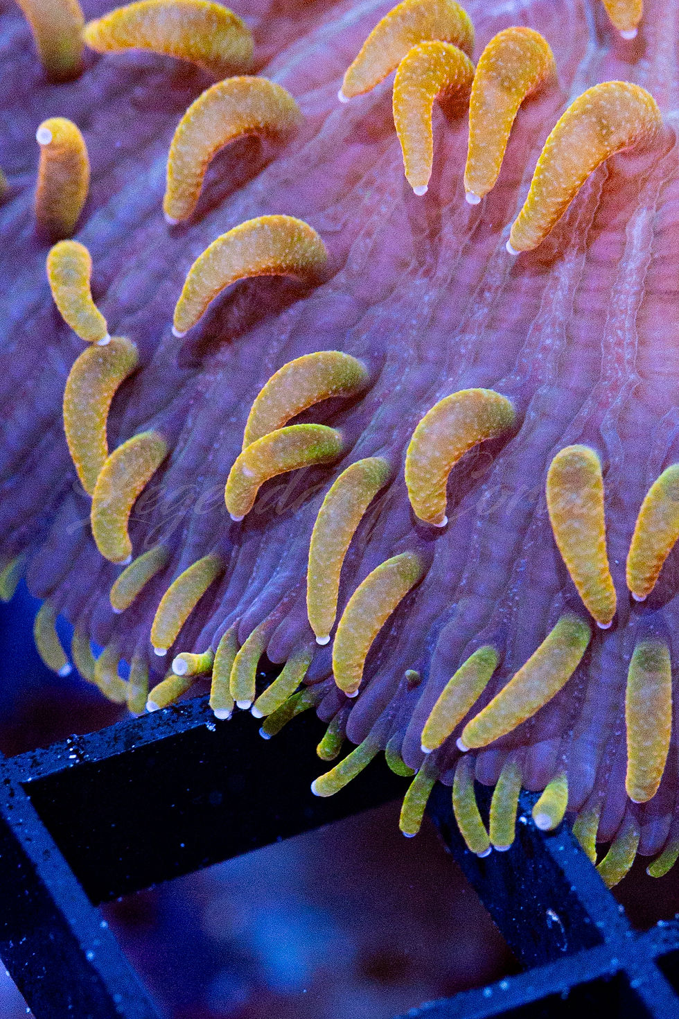 Rare Flame Tipped Diasersis Plate Coral. WYSIWYG purple LPS coral with bright orange polyps in a reef tank.