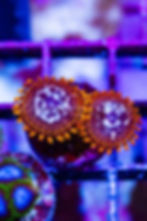 Utter Chaos Zoanthids: Live coral with neon orange skirts, white speckled black faces, and blue mouth