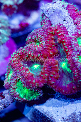 Insane Splatter/ Grafted Blastomussa Wellsi Colony, WYSIWYG LPS