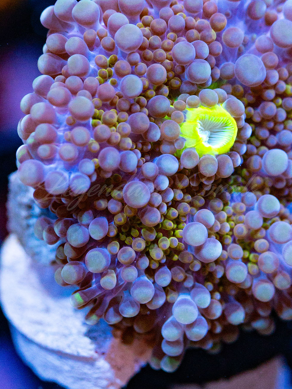 WYSIWYG Ricordea Yuma on rock. Bubbly texture, bright green mouth, and intense purple/blue/orange color.