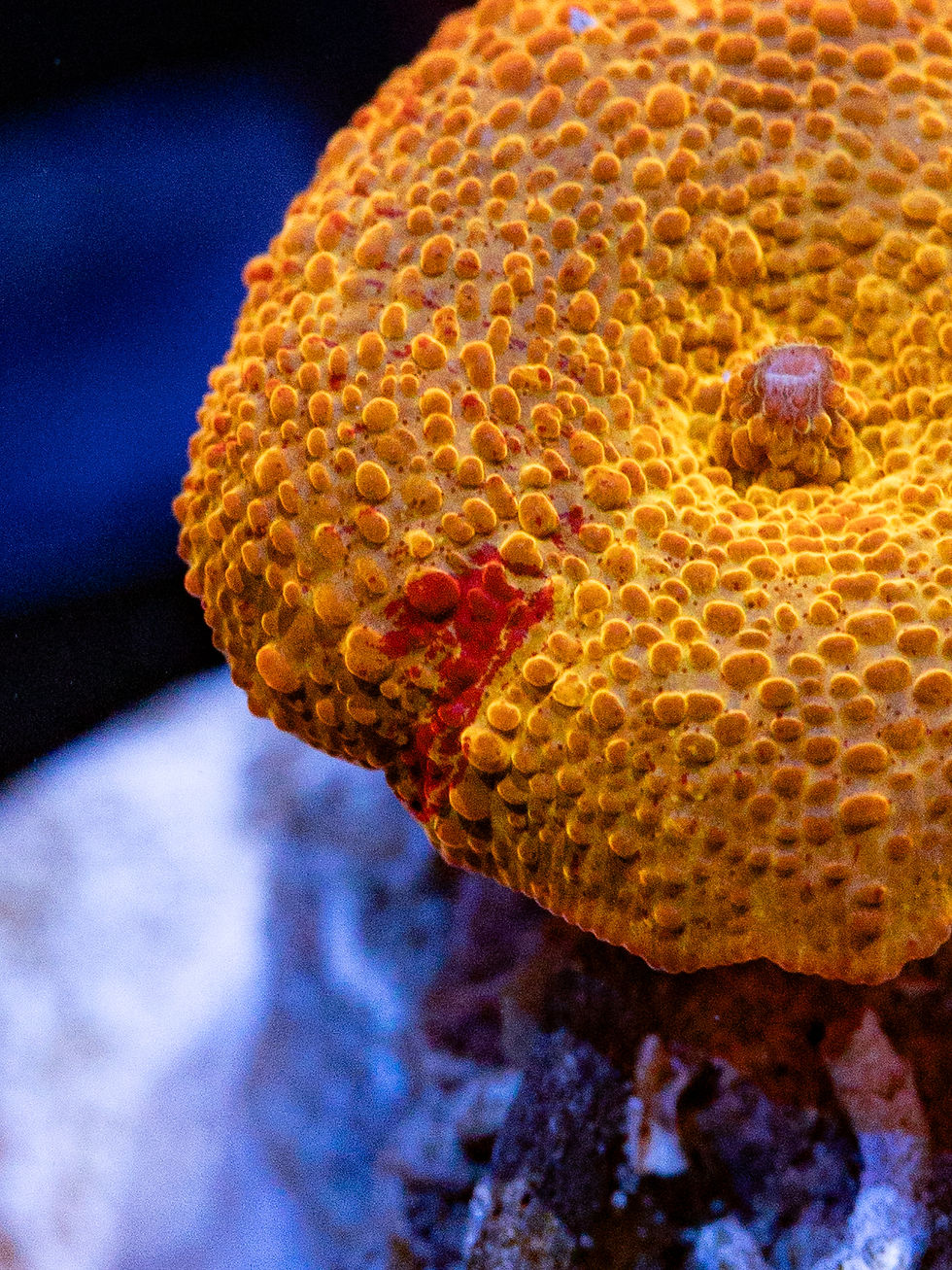 WYSIWYG photo of a vibrant orange Jawbreaker Mushroom Coral on a 2.5-inch frag disk.