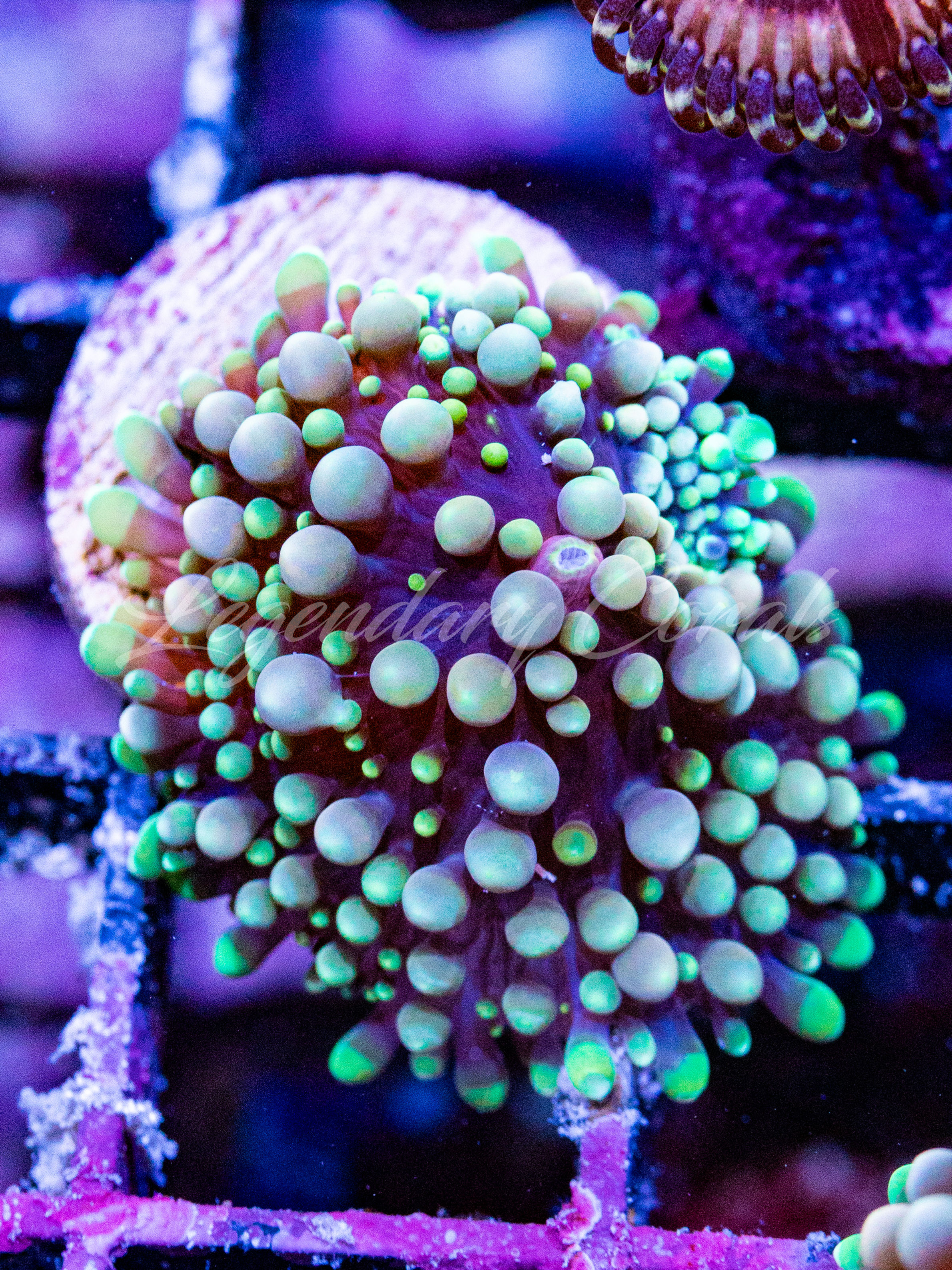 Pastel Lilac Ricordea Florida: Multi-colored mushroom coral with soft pink, purple, and green hues and blue-tipped skirts.