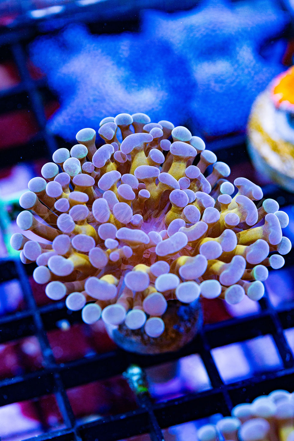 A WYSIWYG photo of a vibrant live LPS hammer coral frag with glowing purple tips and gold base..