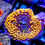 Thumbnail: Bright orange and yellow Sunfire Ricordea mushroom coral