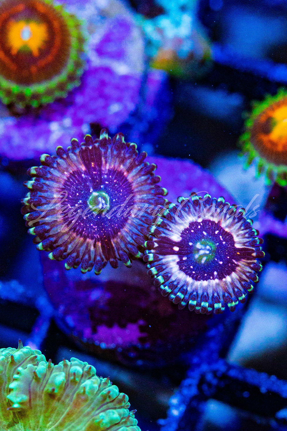 uy Pink Zippers Zoanthids. Violet & pink speckled polyps. WYSIWYG live corals online.