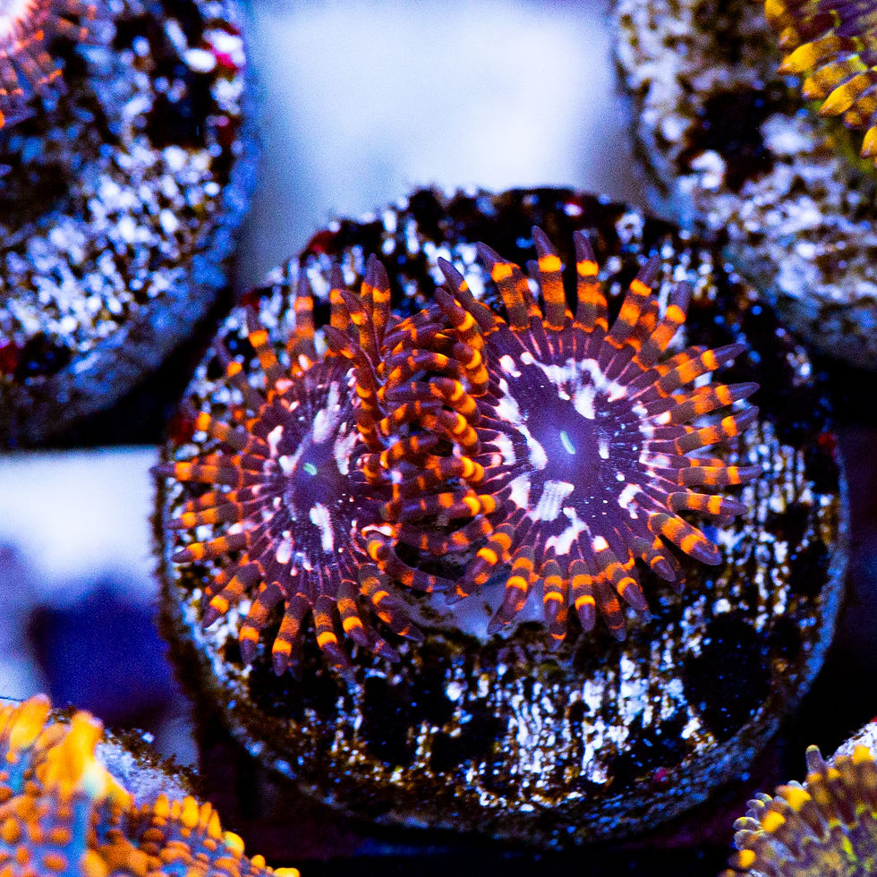 Utter Chaos Zoanthids, WYSIWYG Corals