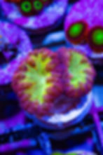 WYSIWYG Pink Lemonade Blastomussa Colony - Vibrant Live Reef Coral