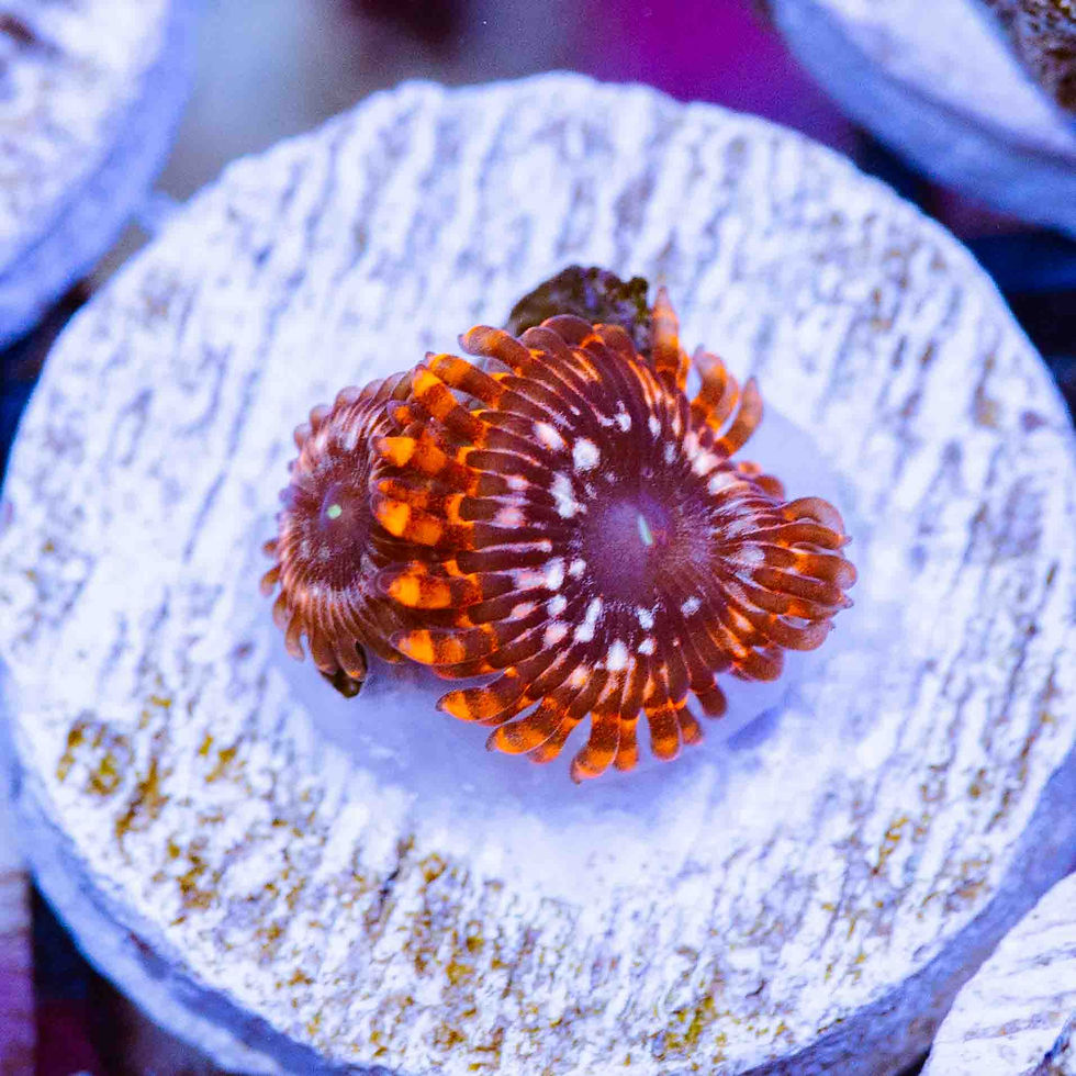 Utter Chaos Zoanthids, WYSIWYG Corals