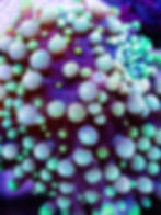 Pastel Lilac Ricordea Florida: Multi-colored mushroom coral with soft pink, purple, and green hues and blue-tipped skirts.