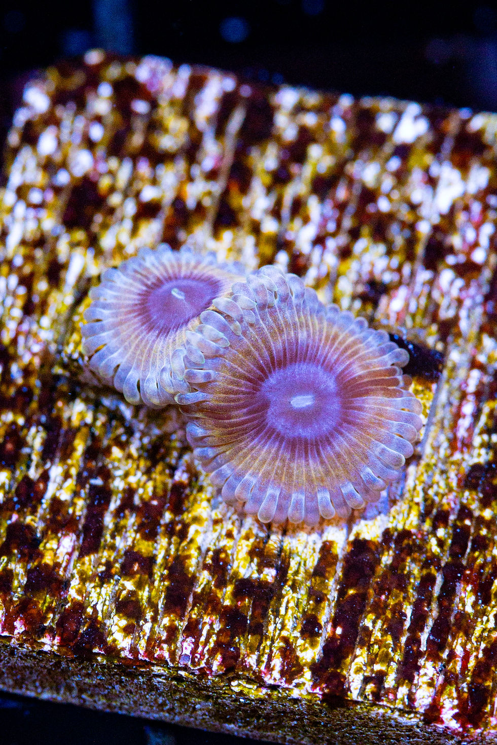 Close-up of White Walkers Zoanthids, showing pastel white skirts and purple centers on a coral frag plug, a rare Zoanthid sof