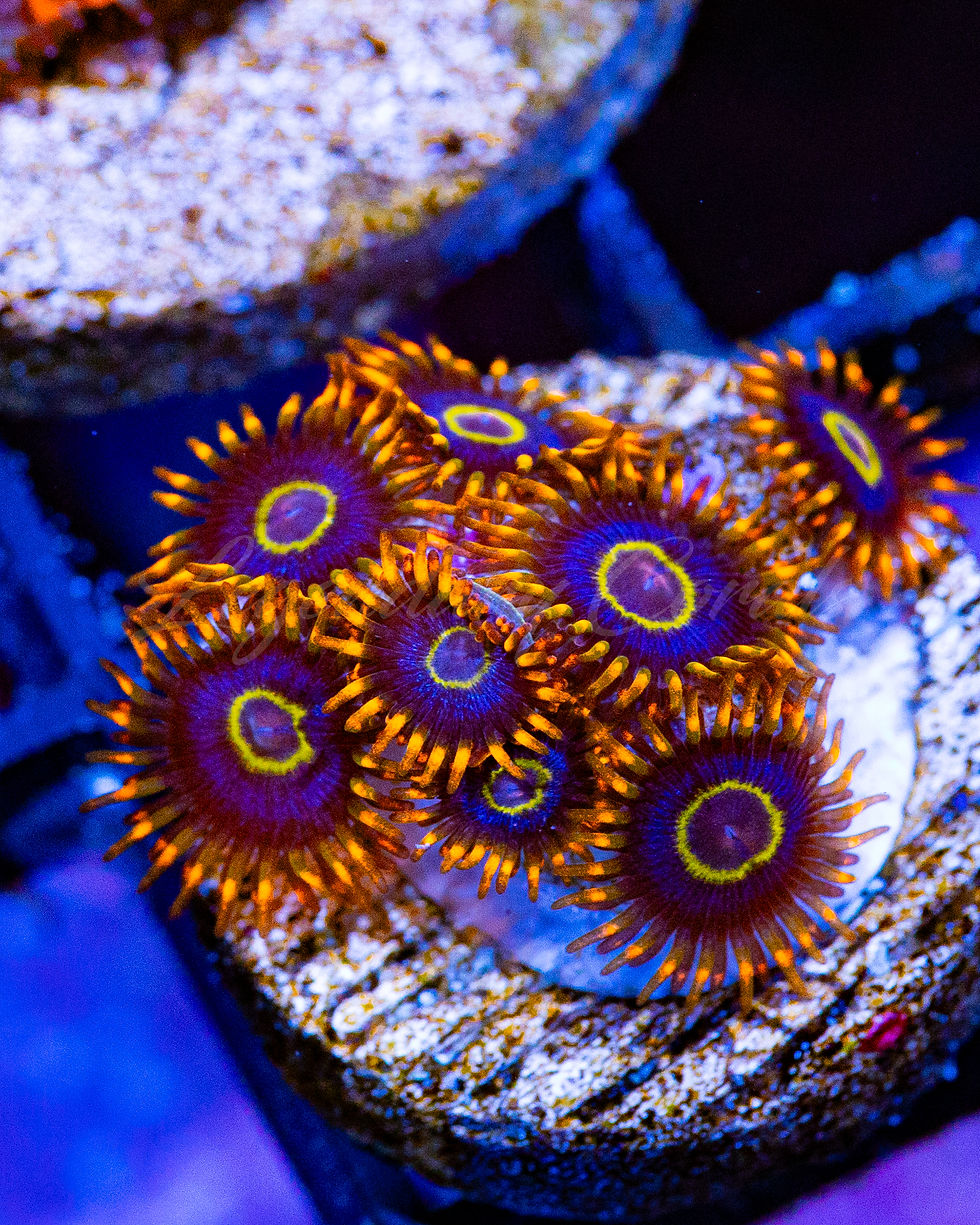 Rainbow Hornet Zoanthids: Vibrant live coral featuring a metallic orange skirt, bright yellow ring, and deep blue body.