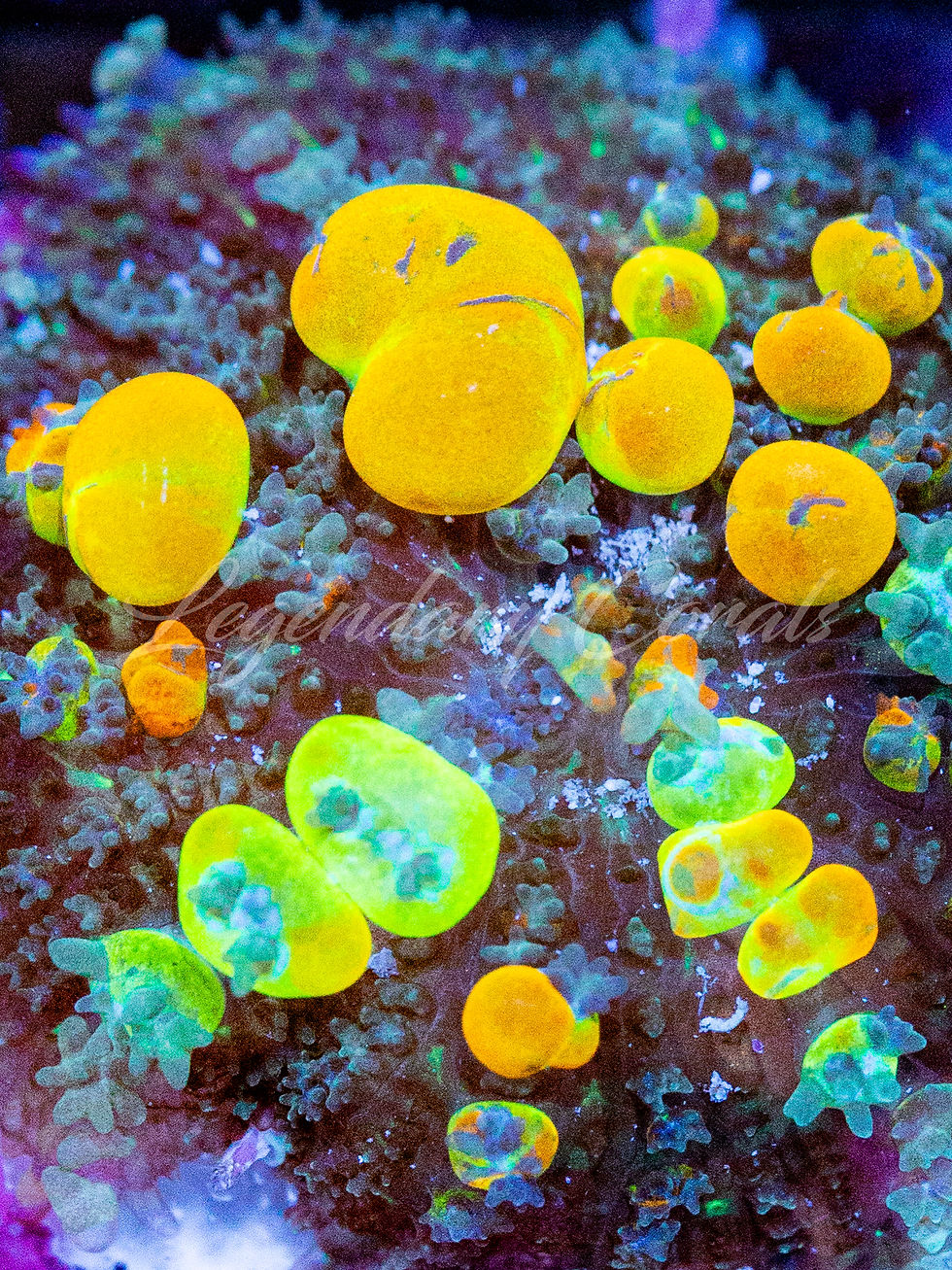 WWC OG Bounce Mushroom Coral - Rare Neon Orange Bubble Rhodactis