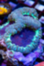 WYSIWYG Blastomussa Wellsi coral. High contrast image of its purple and electric teal coloration.