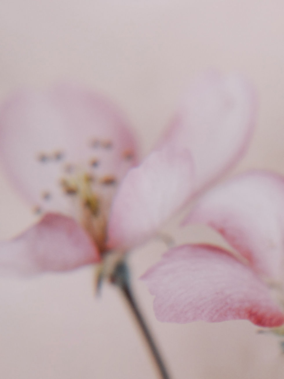 haute-stock-photography-subscription-fleur-collection-final-16.jpg