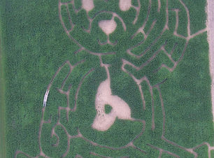 Corn Maze