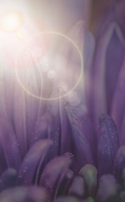 _fairy sprouts_ macro of some flower pet