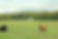 3B1B9671-edited.jpg