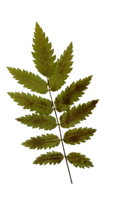 Dry Leaf