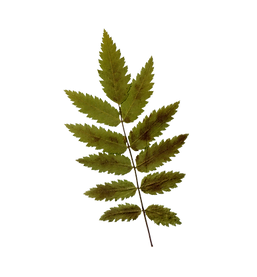 Dry Leaf