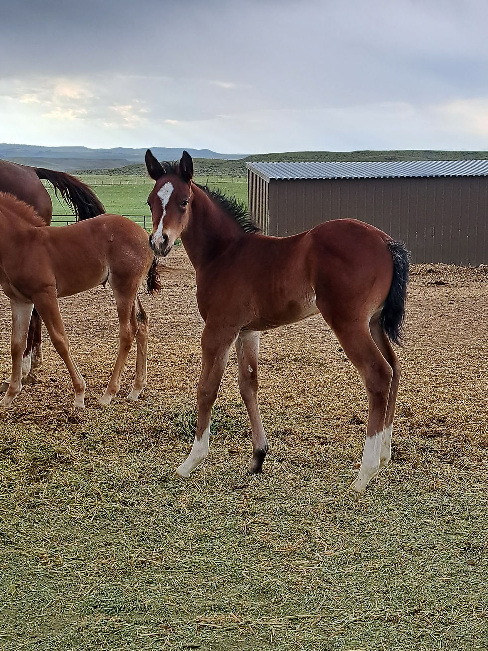 Kent Blough's first colt by Hesa Dual Bet