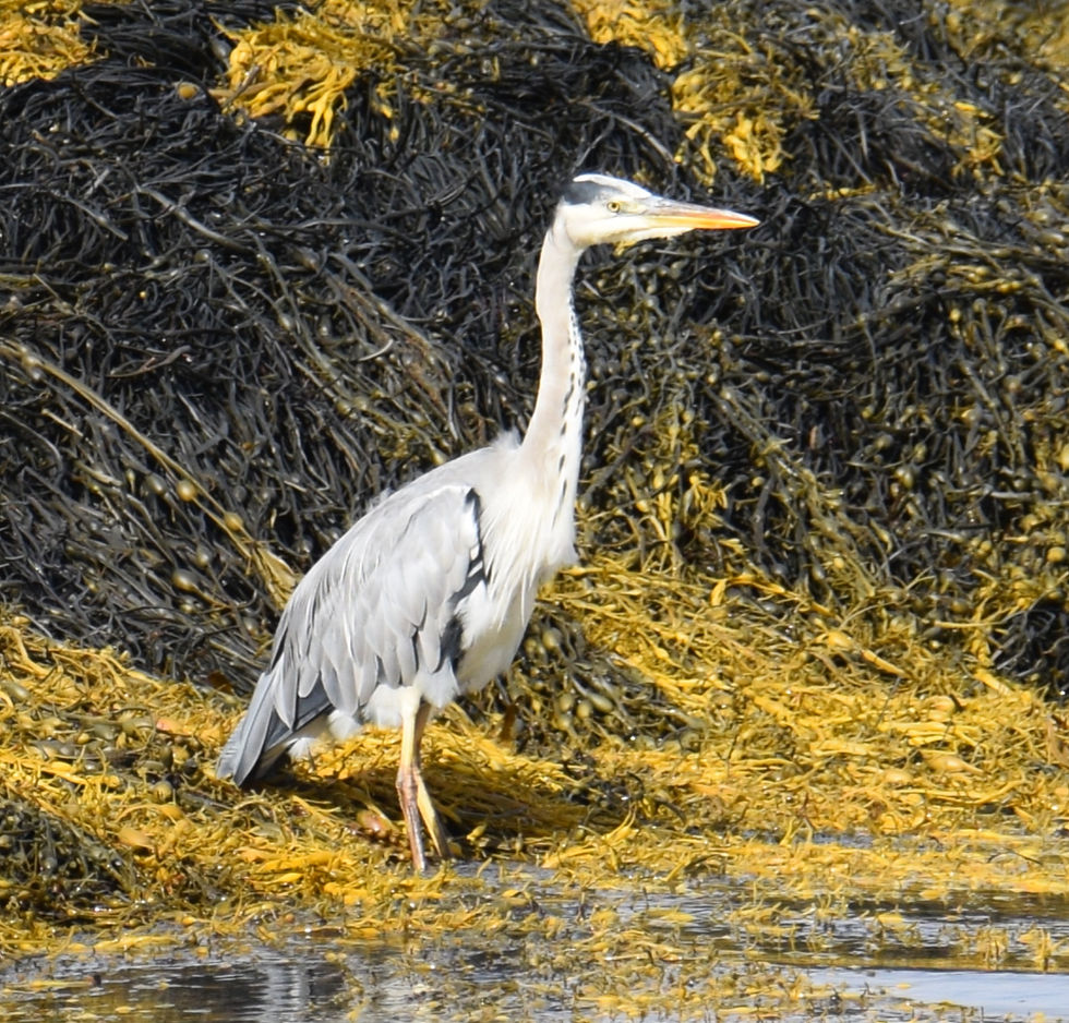 A photo of the beautiful grey heron taken some 44 years after my first efforts!!