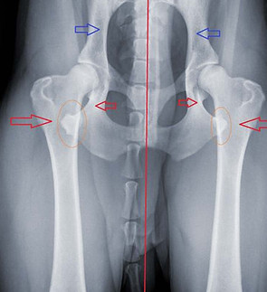 dysplasie-hanche-chien.jpg
