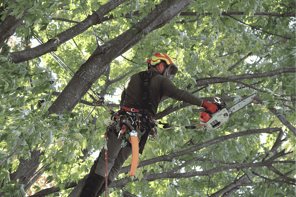 Homme avec un scie dans un arbre qui coupe la branche
