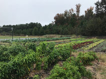 Production garden