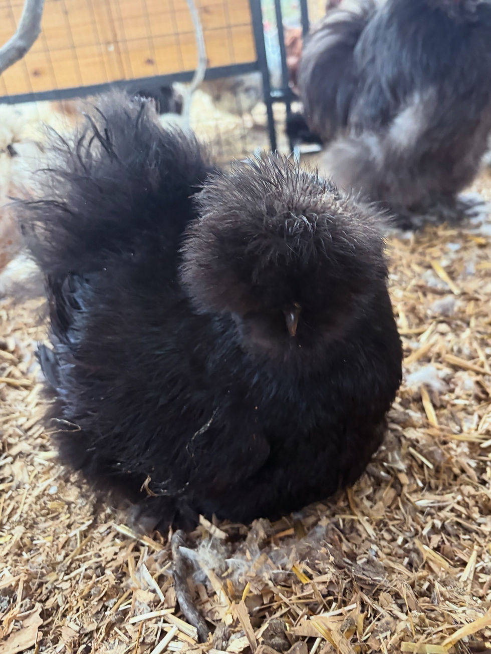 Thumbnail: Silkie &  Satin Hatching Eggs Color Surprise Pack