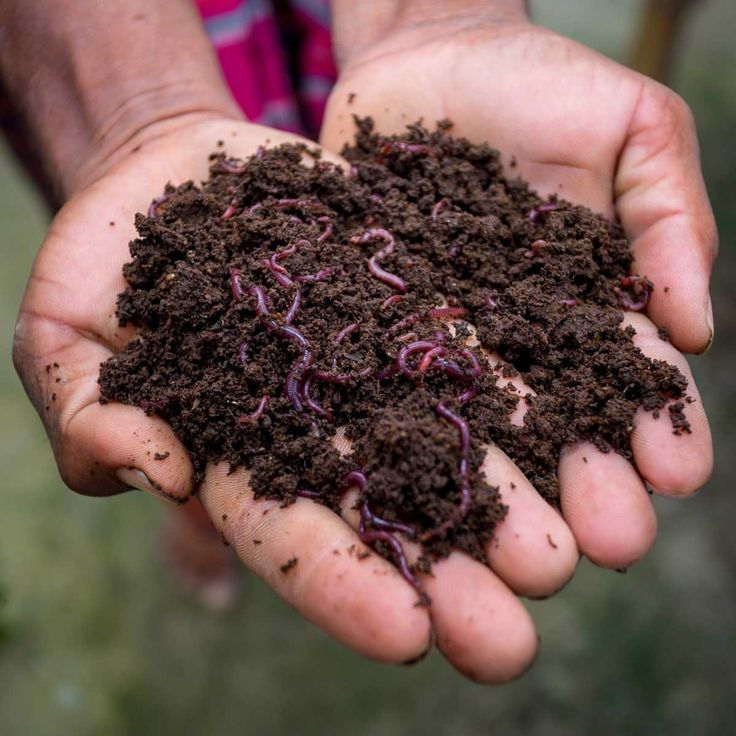  Vermicompost 