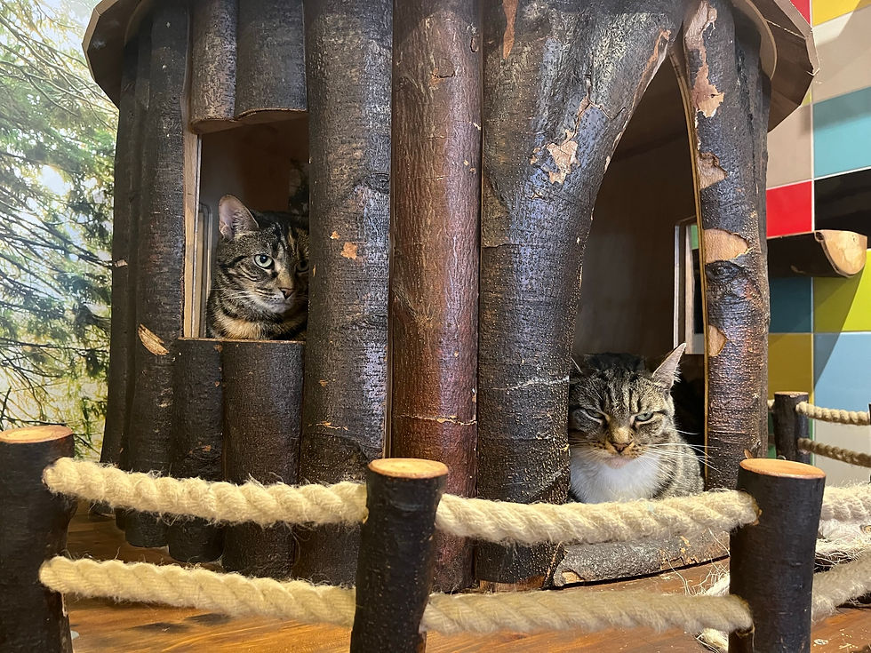 A Purrr-fect Pause & the Fourth P - Packing