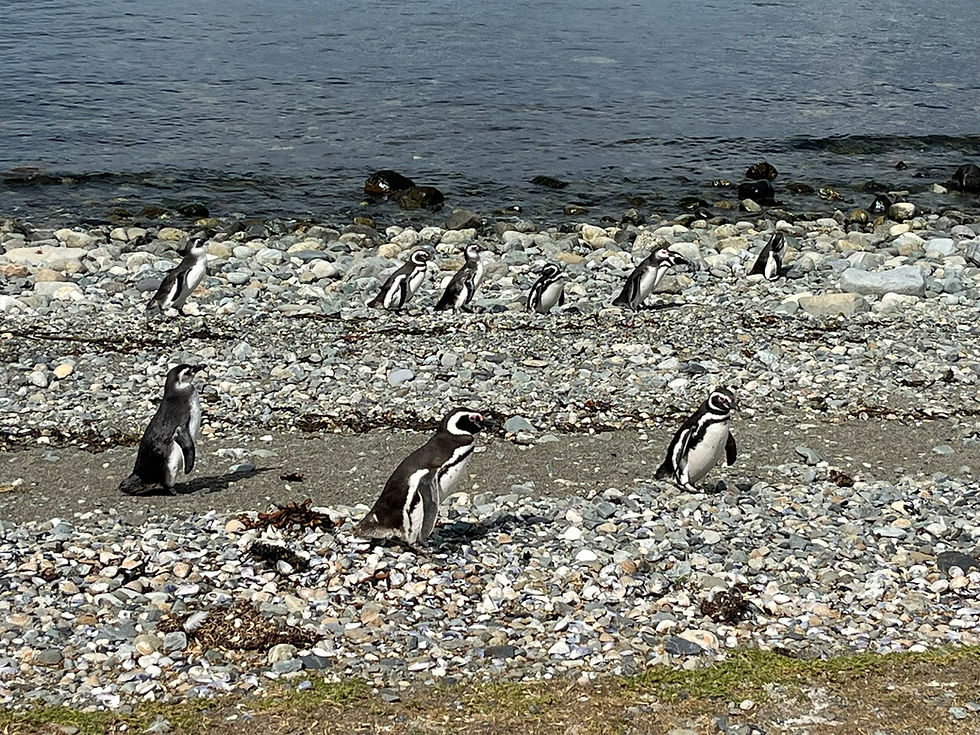 Galleries: The Birds & The Bar