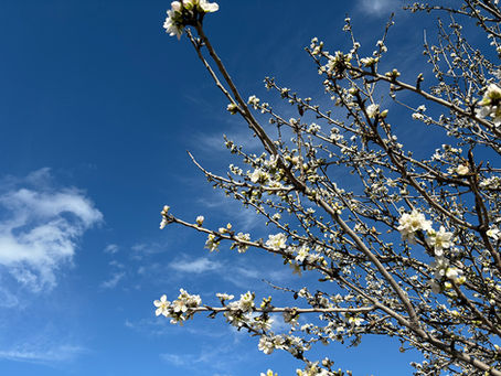 Mallorcas milde Mandelblüte