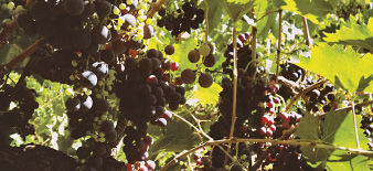 Kallmet, mbreti i Veriut