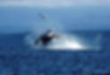 killer whale throwing a salmon with it's tail on blue waters