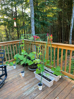 Trellis for the cucumbers