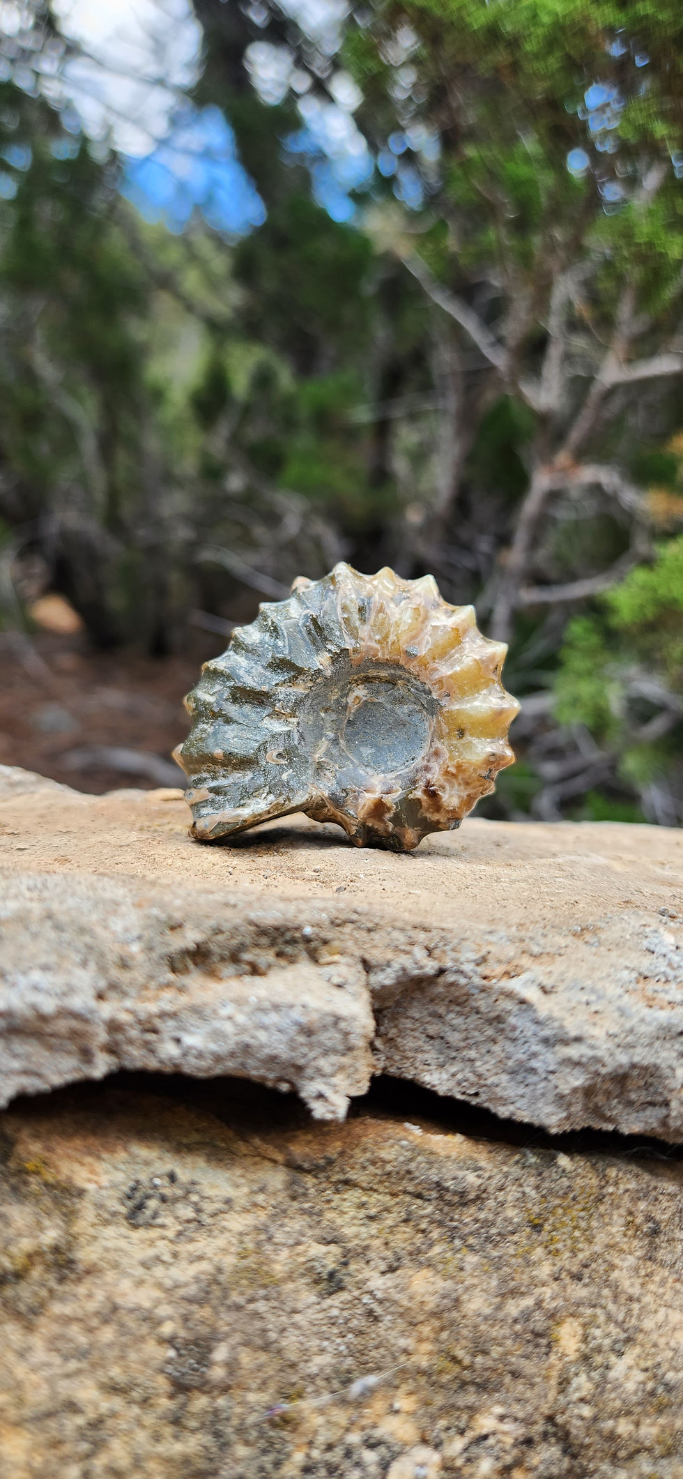 Cosmic Journey | TAM10 | Ammonite