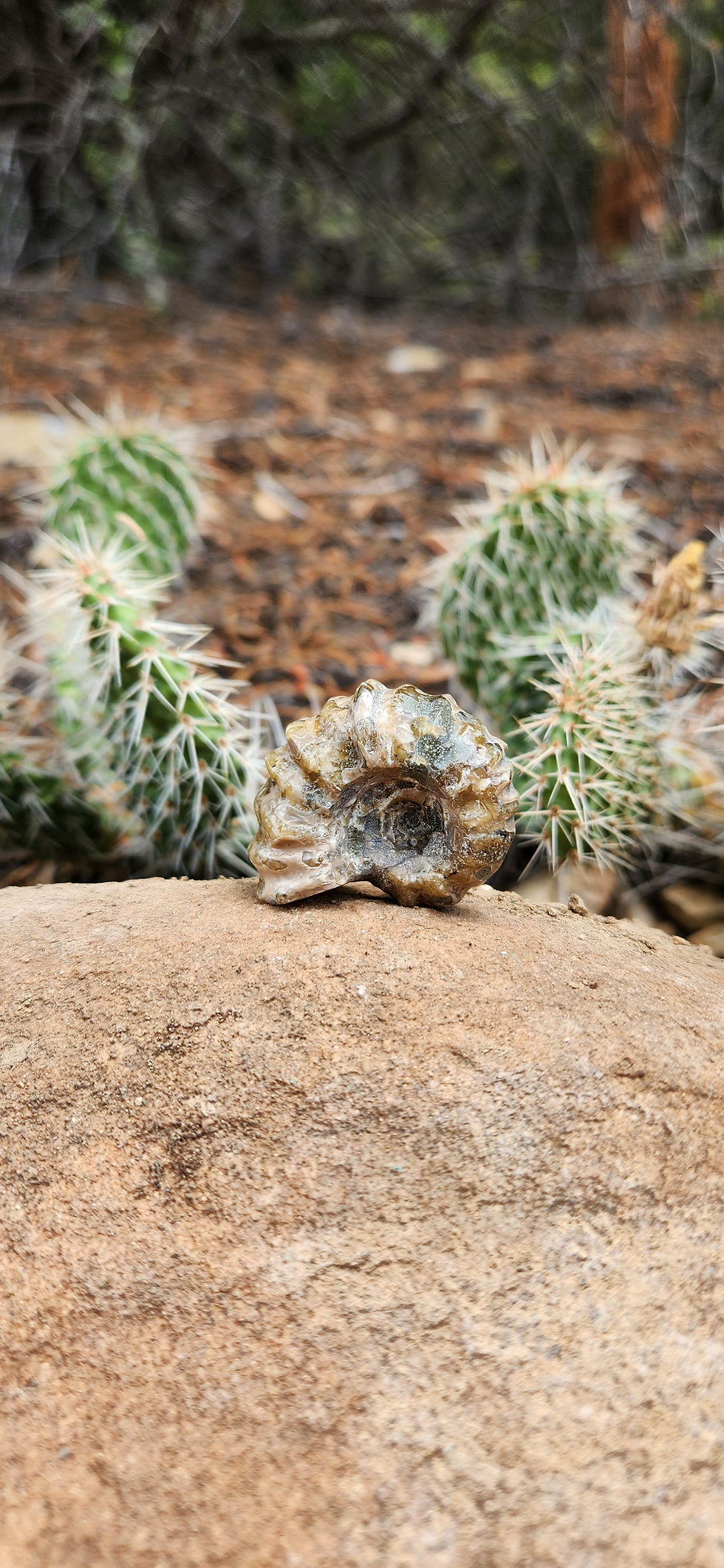 Little Chi | TAM2 | Ammonite