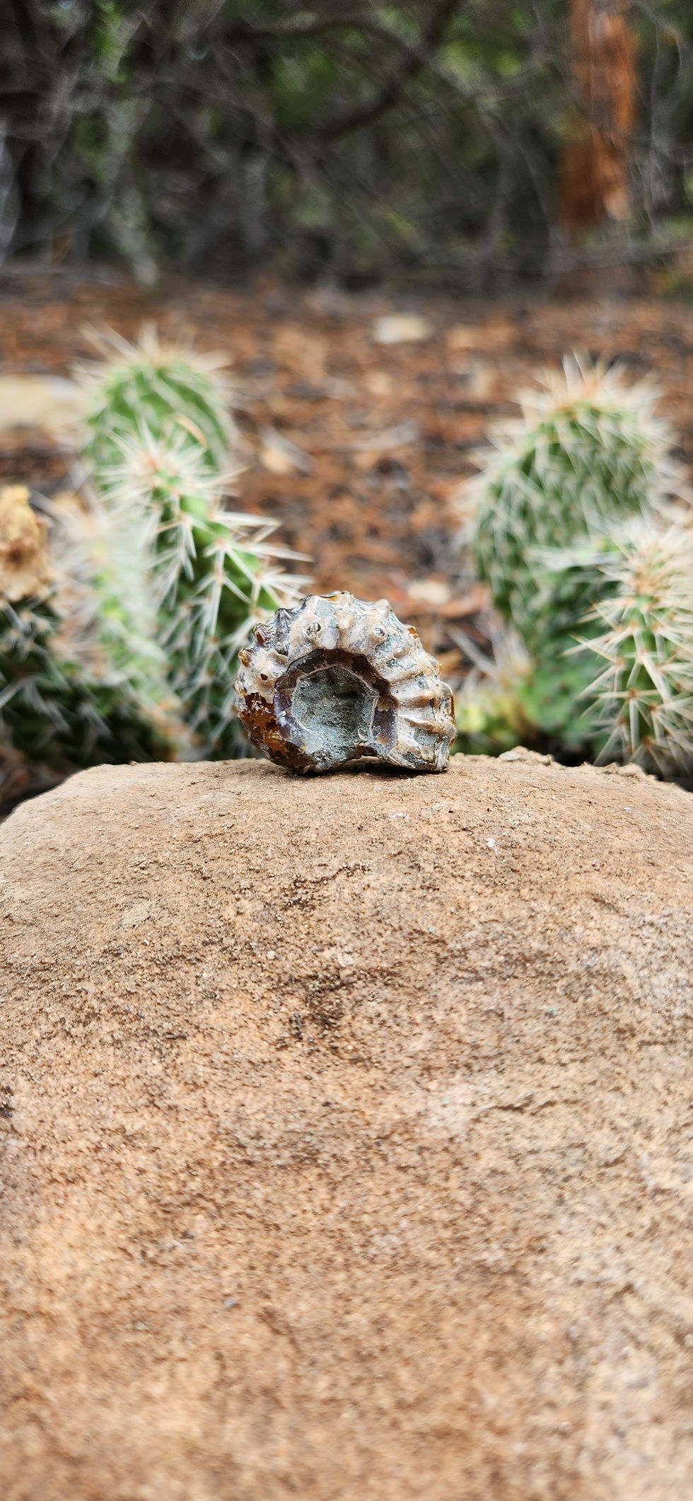 Baby Chi | TAM1 | Ammonite