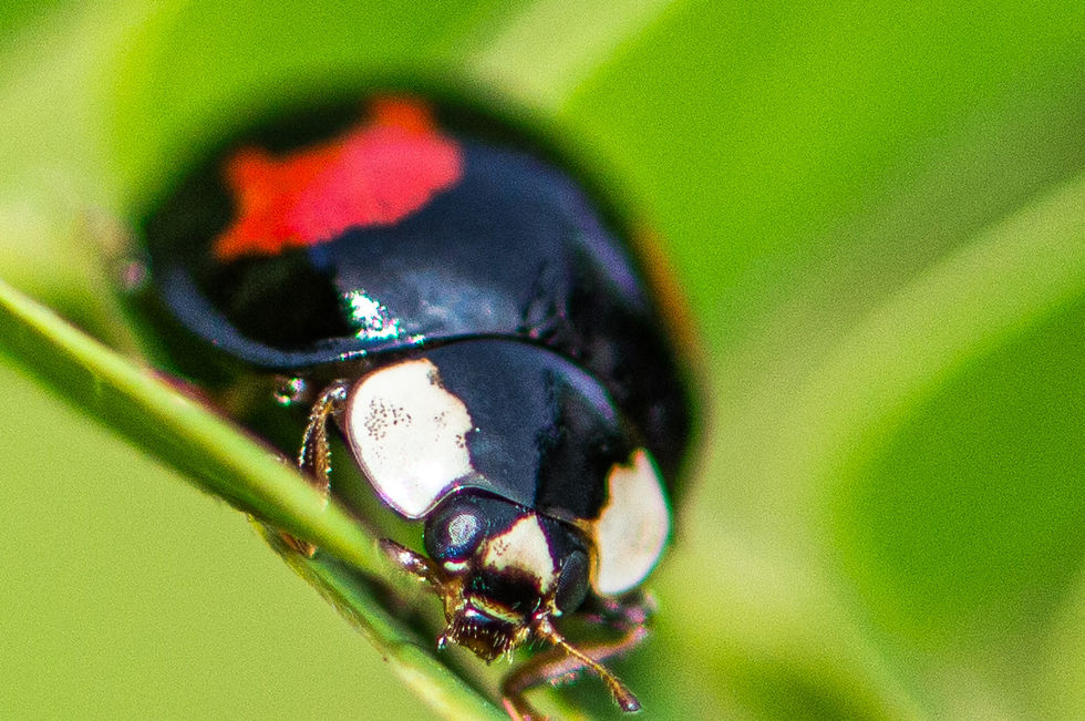 9C57B44F-33B0-4DD4-9880-39DADFEC3C4B 2