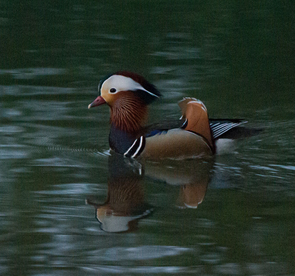 DD6C0723-FDED-429B-972D-817DD1BB2F56